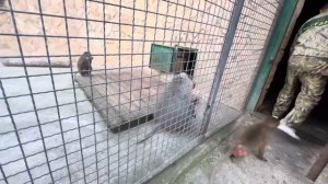 ПРИЗЫВНЫМ ЛАЕМ и СКАНДАЛОМ Люсе все-таки удалось добиться своего и Елисей снова около нее)