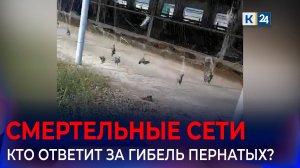 На ферме в Кореновском районе сообщения о гибели птиц из-за сетки назвали фейком