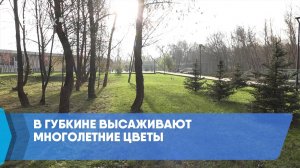 В Губкине высаживают многолетние цветы