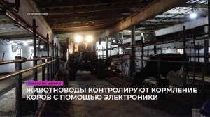 Животноводы контролируют кормление коров с помощью электроники