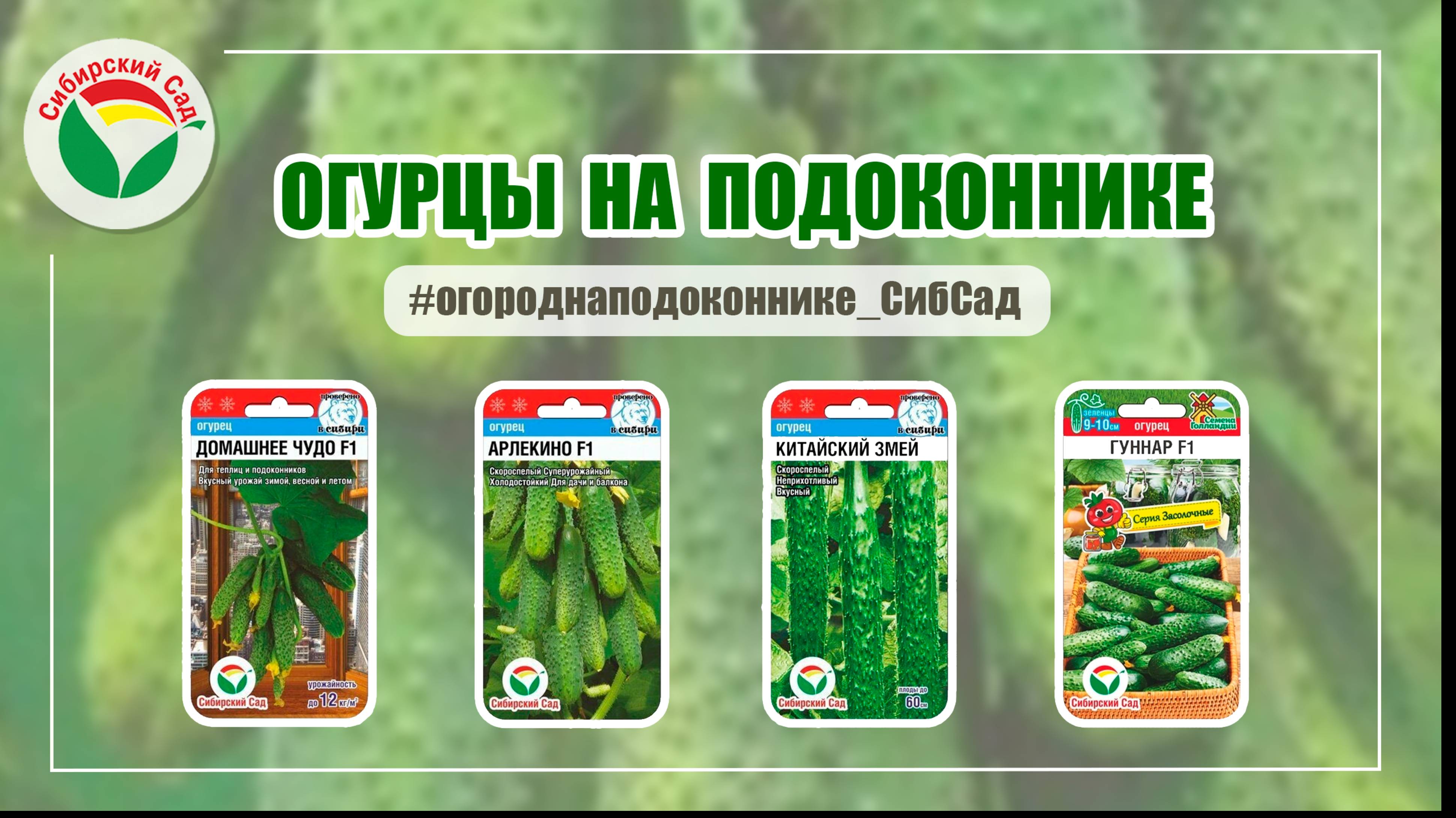 Огурцы на подоконнике