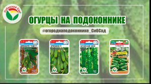 Огурцы на подоконнике