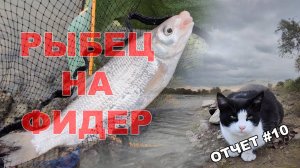 Рыбец на фидер.Осенняя рыбалка с котом на Кубани
