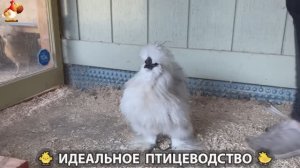 Идеальное птицеводство достойно восхищения 🐓🦆🦢🦚🦃🐔 эпизод (397)