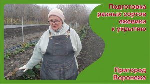 Подготовка разных сортов ежевики к укрытию. Пригород Воронежа