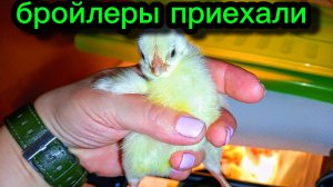 Их привезли!!! Мы уже и не надеялись!