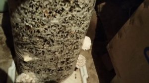 Выращиваем грибы вешенки в подвале.