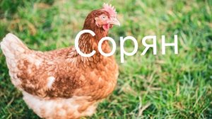 ПОЧТИ ДОЛИТЕЛ