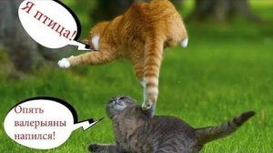 КОТ - НЕВИДИМКА АКТИВИРОВАН;  С ОЗВУЧКОЙ ;Приколы с котами;  Смешные виде с животными;