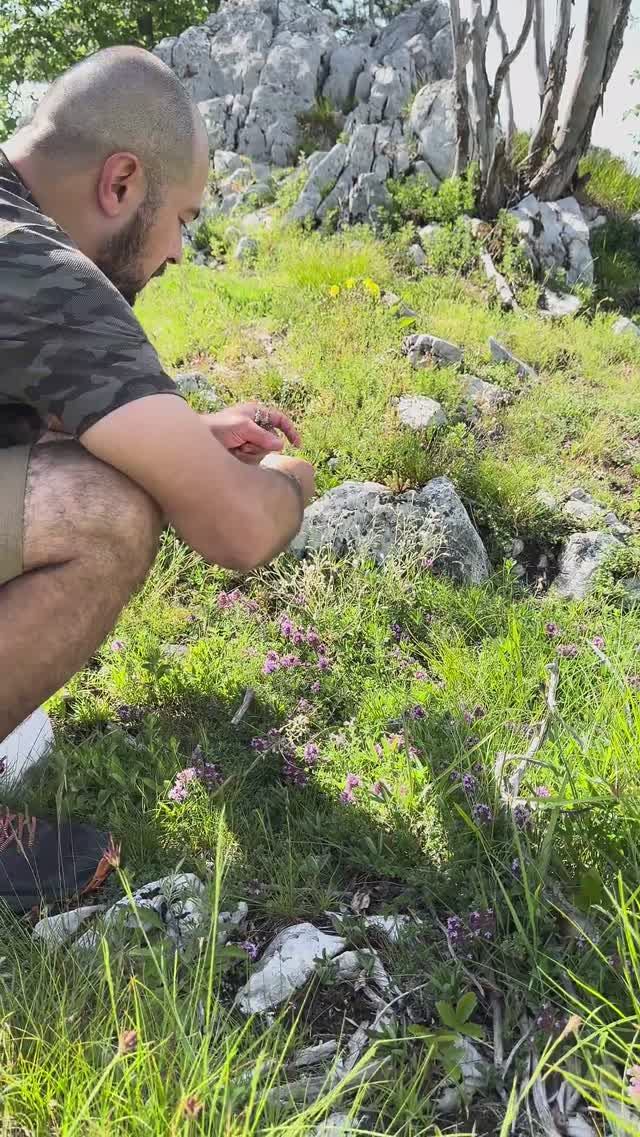 Собираем чабрец на горе Звезда, на Краю Нацпарка Тары в Сербии смотреть онлайн