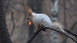 Белка с хвостиком. Короткая зарисовка