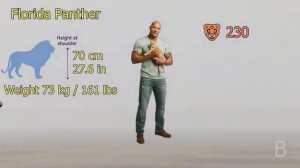 Сравнение Всех Диких Кошек(по высоте в холке) - От Самой Маленькой до Самой Большой