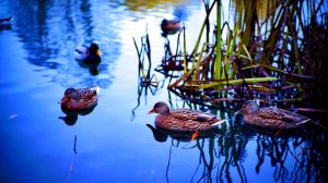 🦆 УТИНАЯ ФОТОСЕССИЯ СОСТОЯЛАСЬ! ЯВИЛИСЬ ВСЕ! ГОРОД ОРЁЛ.