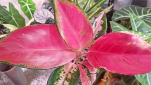 Осенний вечер с моими цветочками