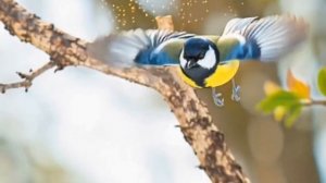 Синичкин день