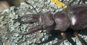 Один день из жизни оленя. Жука