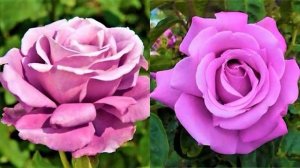 УТРО ИНГУШЕТИИ  13.11.25