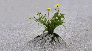 Препятствиями растём