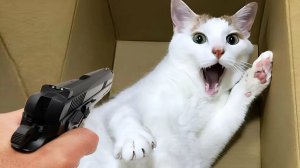 СМЕШНЫЕ ВИДЕОПРИКОЛЫ |Смешные моменты с животными |Я РЖАЛ ДО СЛЕЗ|ПОДБОРКА ПРИКОЛОВ