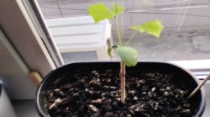 Огород на подоконнике. 12.11.2025 года
