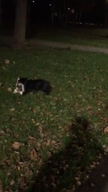 Видеопривет от нашего Боцмана! Возьми собаку из приюта