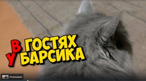 В ГОСТЯХ У БАРСИКА ИЛИ ПИРОЖОК С ПОВИДЛОЙ