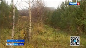 История одного леса из Сеченовского округа