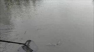 На "крымском" поклёвок больше. Клёвое место, Лосиный остров, спорт-зона.