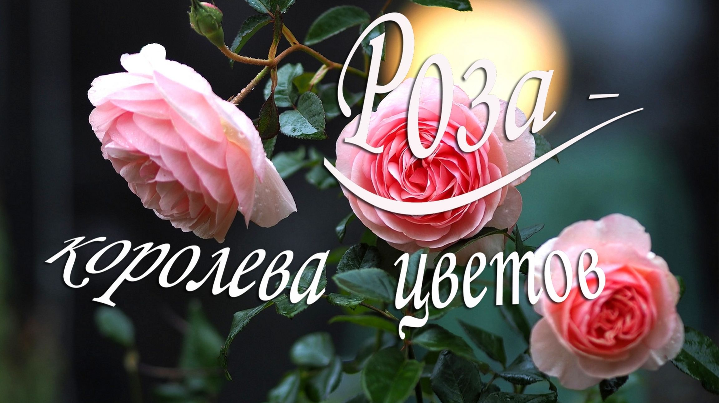 Роза - Королева цветов - муз.:  Francis Goya - Concerto Pour Une Voix