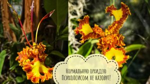 Обзор цветущих орхидей и других растений в цветочне Совиного домика в ноябре 2025г Психопсисы- огонь