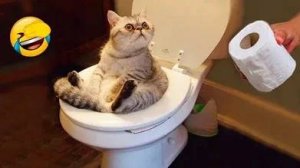 СМЕШНО ДО СЛЕЗ 😹😍 СМЕШНЫЕ КОТЫ, ЛУЧШИЕ ПРИКОЛЫ С КОТАМИ, КОШКИ, СОБАКИ , ЖИВОТНЫЕ
