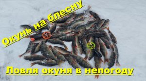 Окунь на блесну. Ловля окуня в непогоду