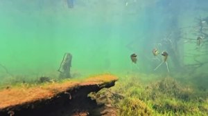 Бразилия: Аквариумные рыбы в дикой природе Амазонки