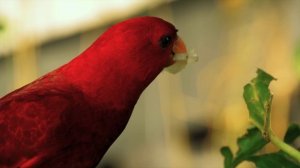 Дикая природа 4К 8К Full HD ультра (Wildlife 4K 8K Full HD Ultra)