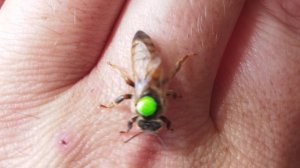 Вывожу маток. Мой метод.