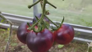 Обзор новых сортов томатов в теплице. г. Киров