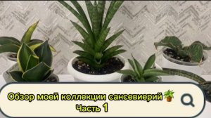 Обзор моей коллекции сансевиерий🪴Часть 1
