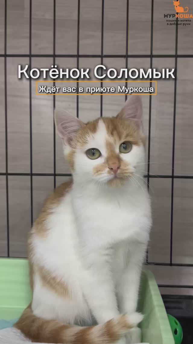 Соломык (уже дома)