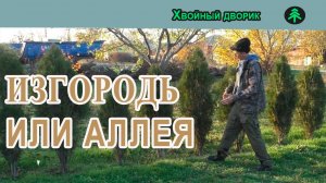 Аллея или изгородь из туи восточной? Чем из хвойных закрыть забор? Питомник «Хвойный дворик».