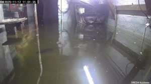 В Кузбассе женщина запустила 11 карпов в затопленный подвал своего дома и ведёт оттуда стримы