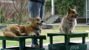 Батл: пастухи против охотников. Уникальный урок 2 стай.
