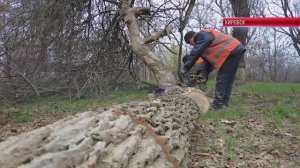 ТК "Родной". Коммунальные службы Кировска проводят работы по благоустройству города