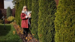 Как подготовить хвойные растения к зимовке? Нужно ли укрывать туи?