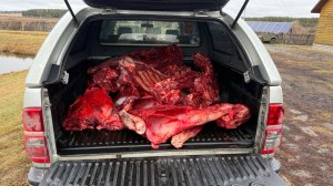 Загонная охота 2025