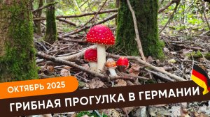 Грибная прогулка в Германии 2025