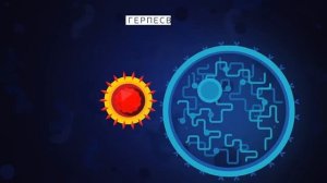 Как вирусы поражают клетку. Как устроен вирус.