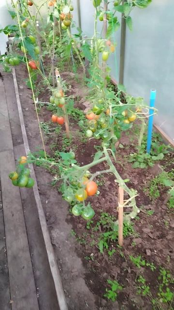 Урожай помидоров на севере. 6 сентября 2025 год.