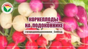 Как вырастить корнеплоды на подоконнике