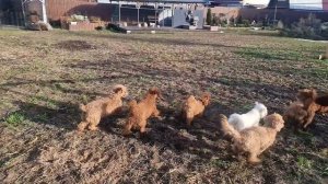 Пудели играют во дворе