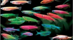 Мои рыбки новые изменения в аквариуме xiaomi.